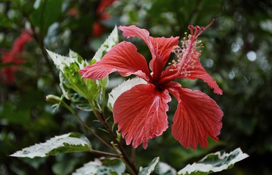 10個PR剪輯技巧，提高你的剪輯效率